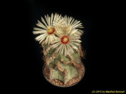Astrophytum cv. capricorne 776